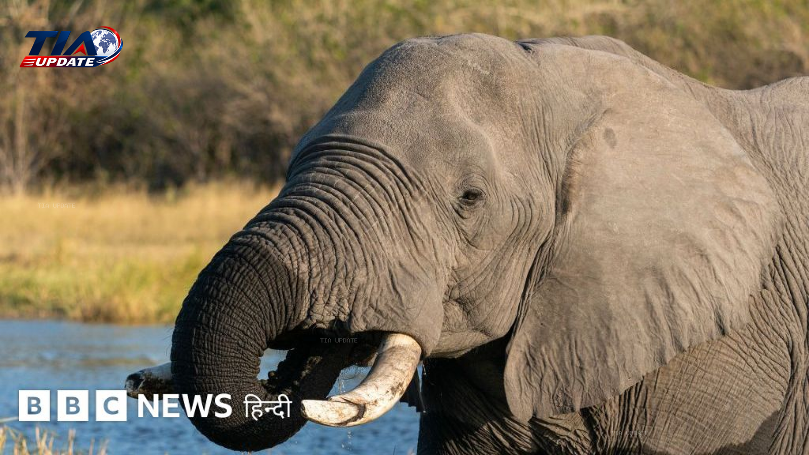 स्वतंत्रता दिवस पर हाथियों का शिकार: देश की आलोचना